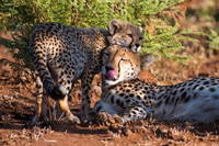 Cheetah