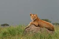 Leo