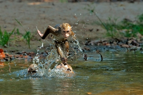 swimming macaques
