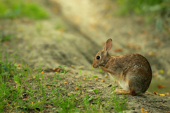 morning grooming of an eastern cottontail