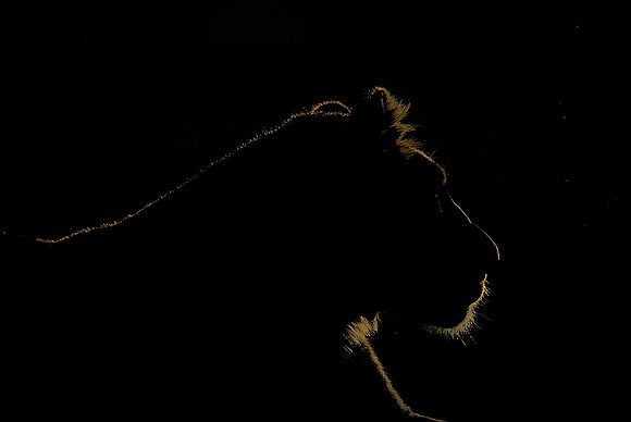 lion cutout