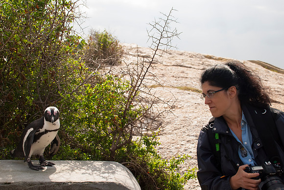 Boulders beach, Cape Town, South Africa